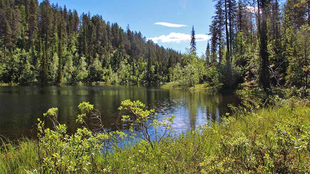 Kesäinen järvimaisema. Järven ympärillä vehreää metsää.