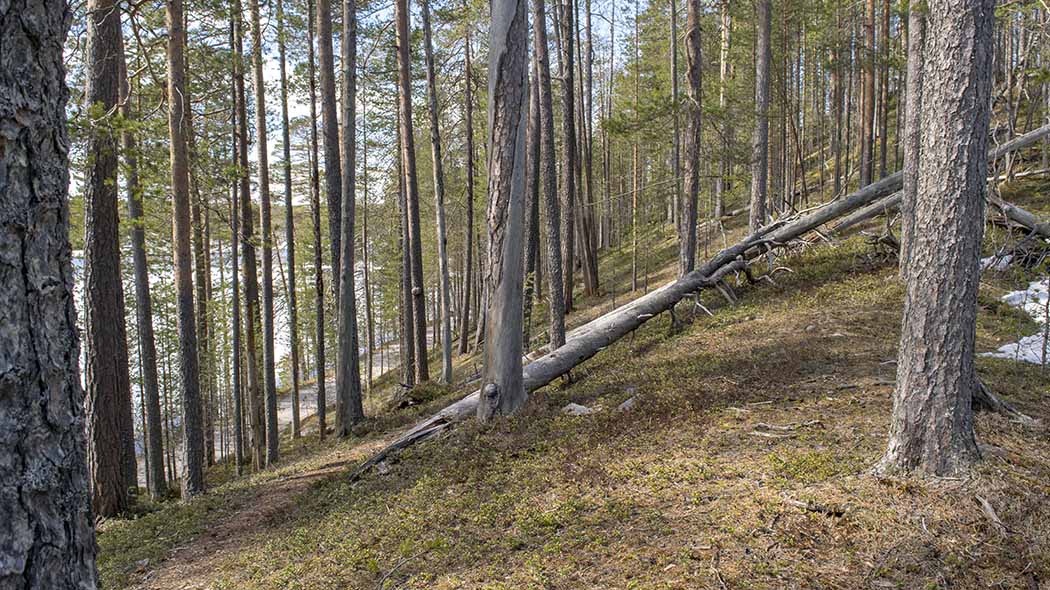 Keväinen mäntymetsä, jyrkkä rinne alas päin, taustalla näkyy jään peittämä vesistö.