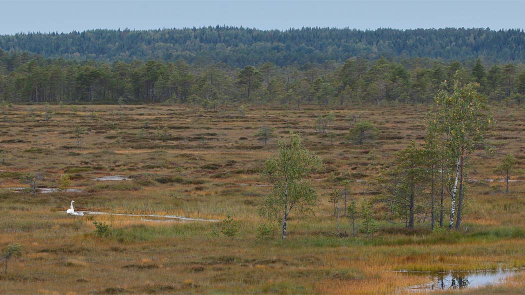 Rimpinen avosuo jonka etualalla pieniä vesilampareita ja muutamia lehtipuita. Taka-alalla havumetsää.