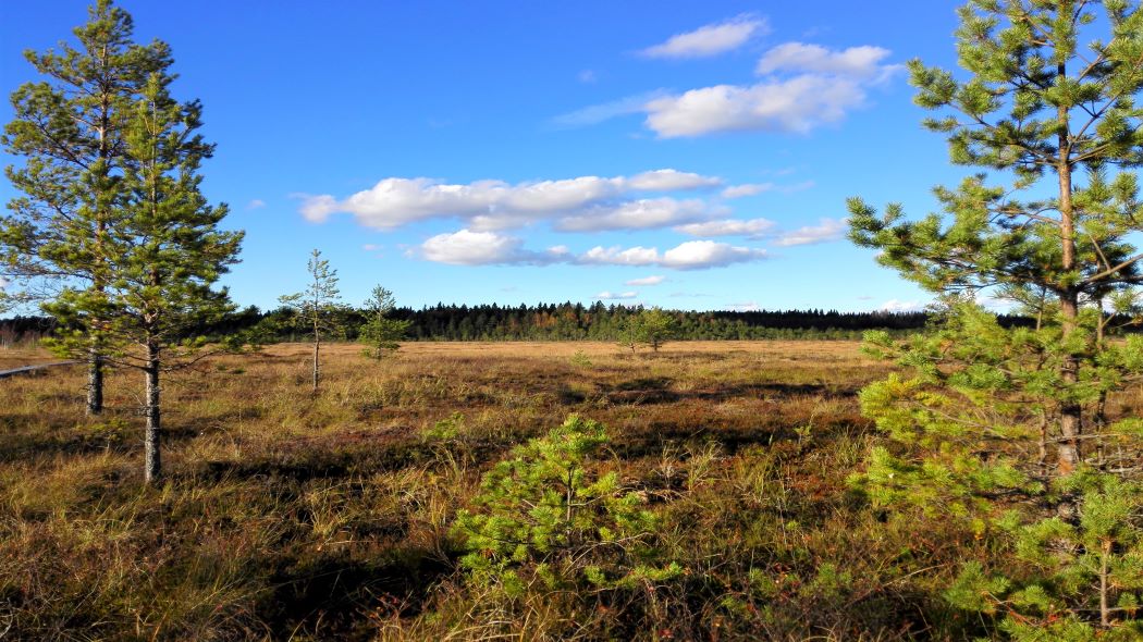 Suo, jossa kasvaa pieniä mäntyjä.