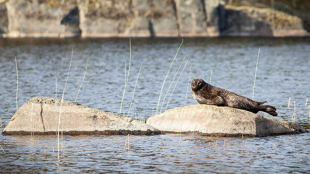 Norppa makaa kivellä järvellä. Taustalla suoraseinäinen rantakallio.