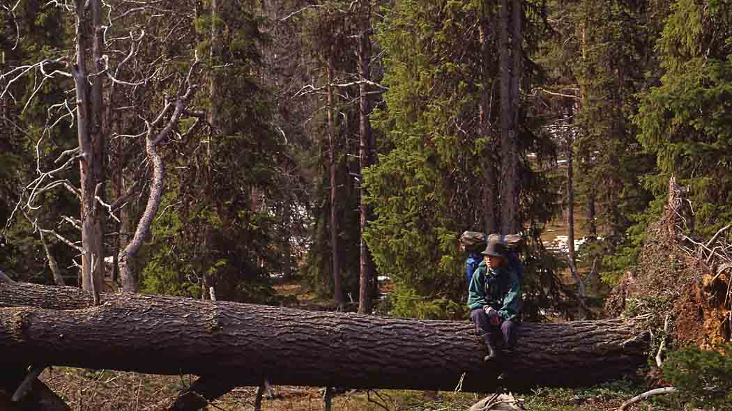 Retkeilijä istuu kaatuneen puunrunkon päällä metsän laidassa.