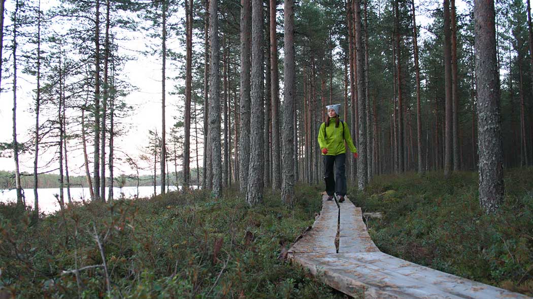 Retkeilijä kävelee pitkospuilla varvikkoisessa mäntymetsässä. Vasemmalla puiden välistä siintää järvi.