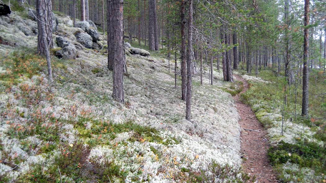 Polku metsässä jäkälikkökankaalla järven rannalla.