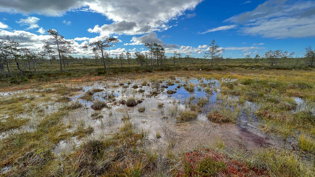 Etualalla vetistä suota ja taustalla pieniä käkkyräisiä mäntyjä.