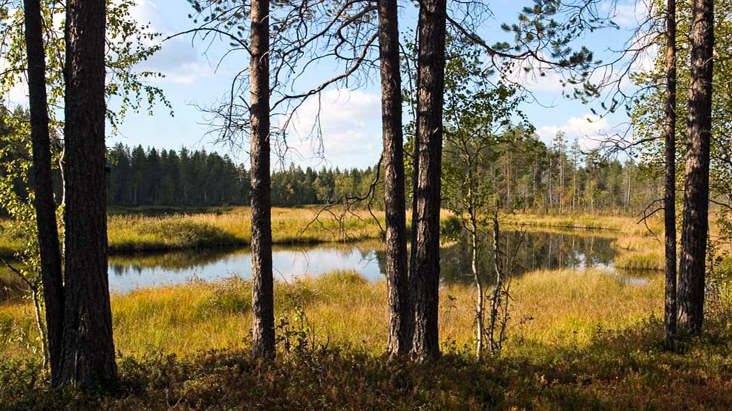 Korpimetsän keskellä on tyyni lampi, jota ympäröi rantakasvillisuus.