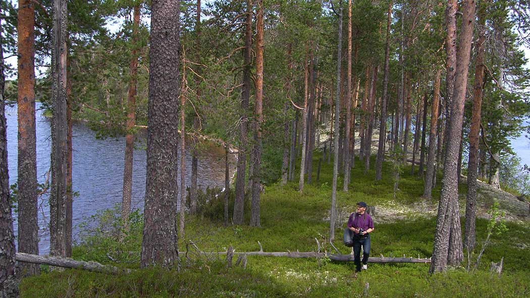 Retkeilijä vanhassa mäntymetsässä. Metsän molemmilla laidoilla häämöttää järvi.