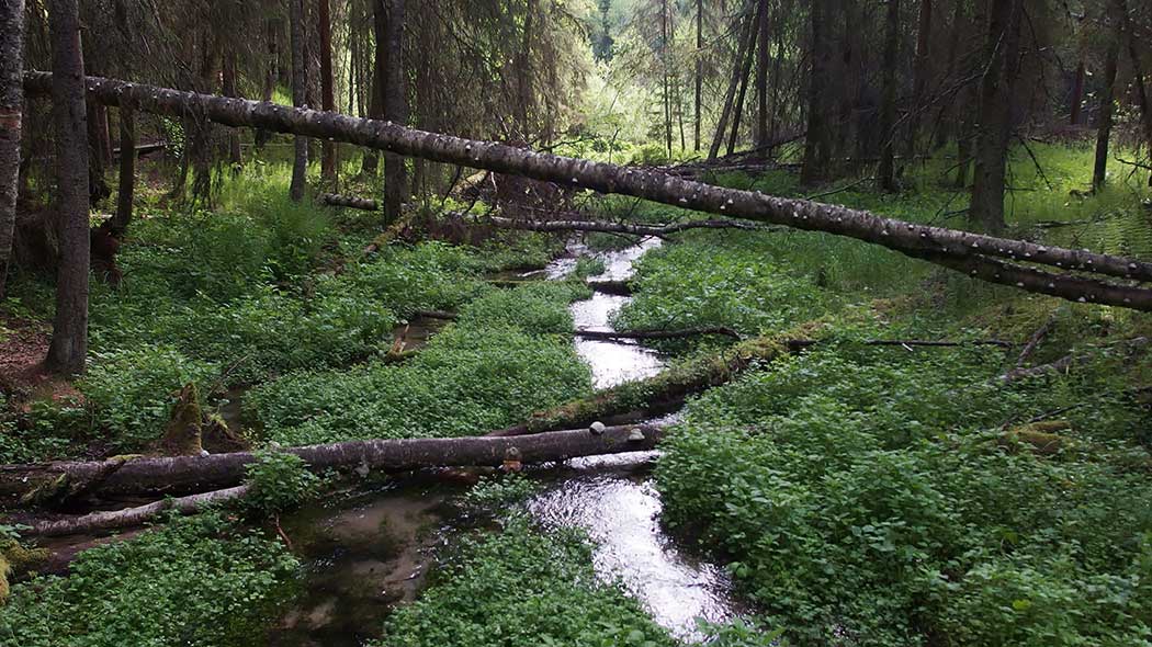 Metsämaisema, jossa keskellä kulkee oja.