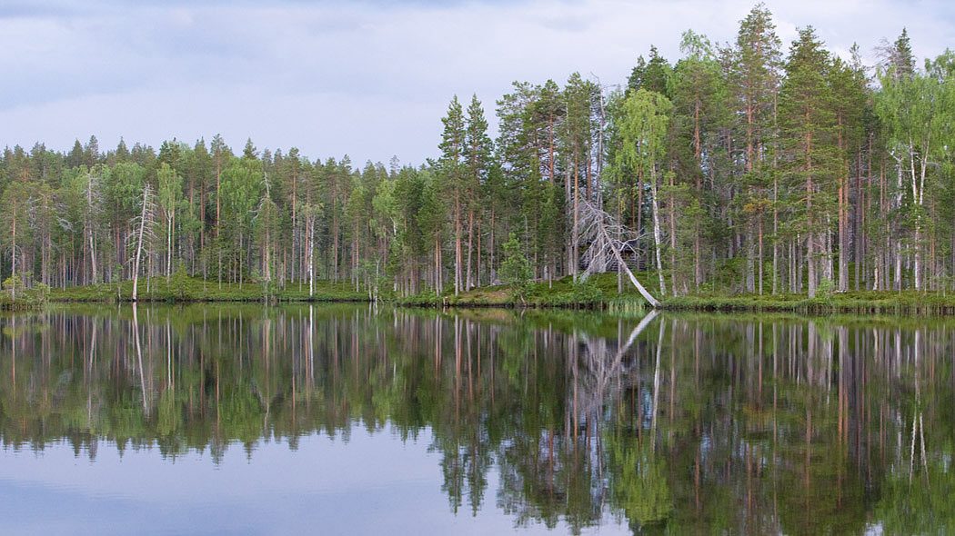 Peilityyni järvi, jonka laidalla kasvaa korkeaa mäntymetsää. Puiden lomasta pilkottaa hirsimökki.