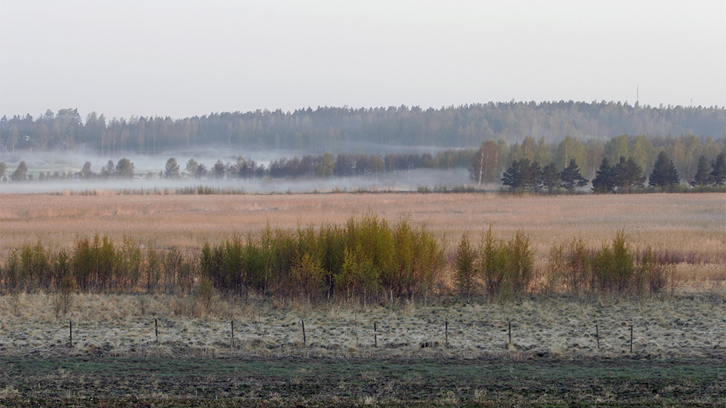 Syksyinen avoin kosteikkonäkymä. Etualalla joitakin aidan tolppia ja pieniä puita rivissä, taaempana enemmän puita ja metsää sekä aamusumua matalalla.