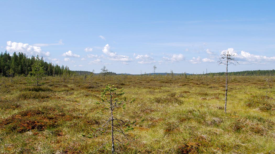 Suuri kesäinen avosuo, jossa yksittäisiä pieniä mäntyjä. Kaukana suon takana havumetsää.