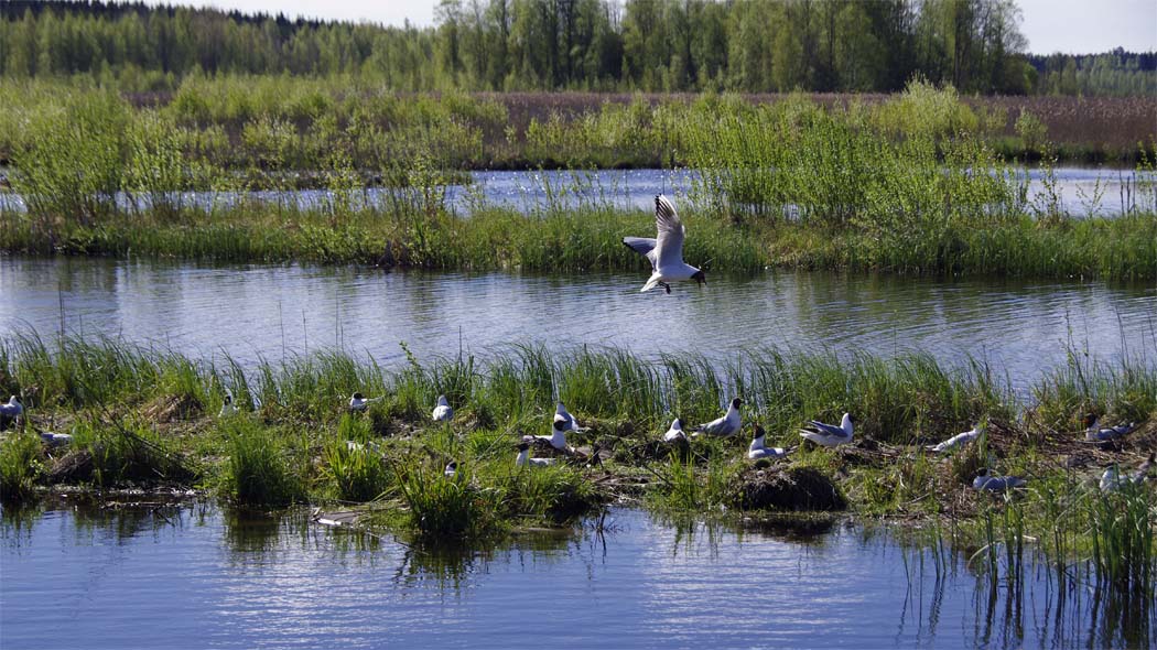 Naurulokkiyhdyskunta hautoo kosteikkoalueen kapealla heinittyneellä maakannaksella. Toinen maakannas on pusikkoinen.