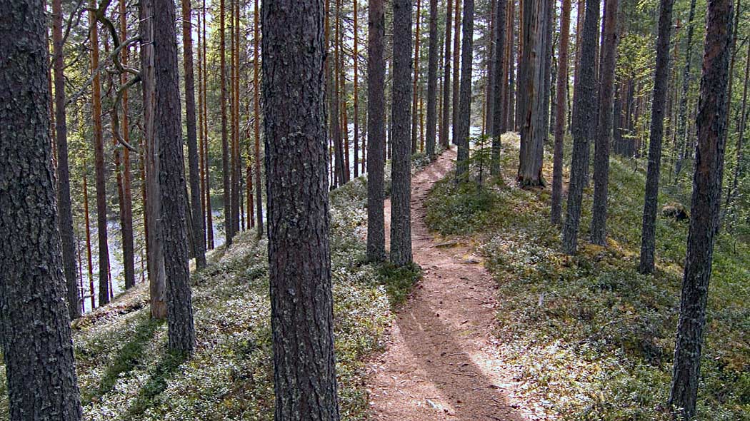 Puustoisen harjun päällä kulkee kapea polku. Puiden lomasta näkyy järvimaisemaa.