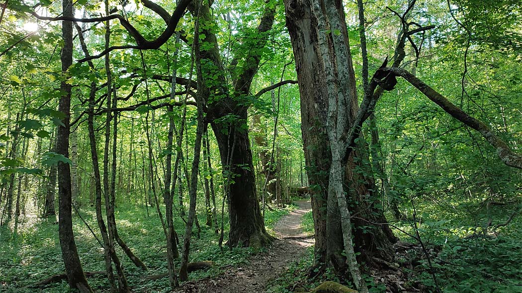 Vanhoja lehtipuita vehreässä metsässä.