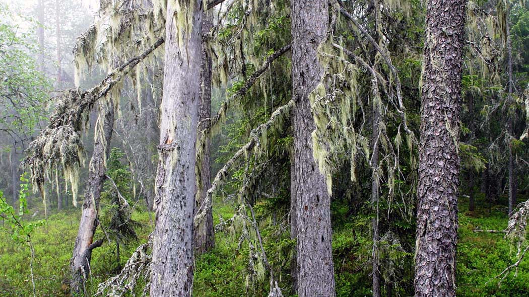 Luonnonpuistossa vanhaa metsää. Runsaat naavakasvustot ilmentävät vanhaa metsää.