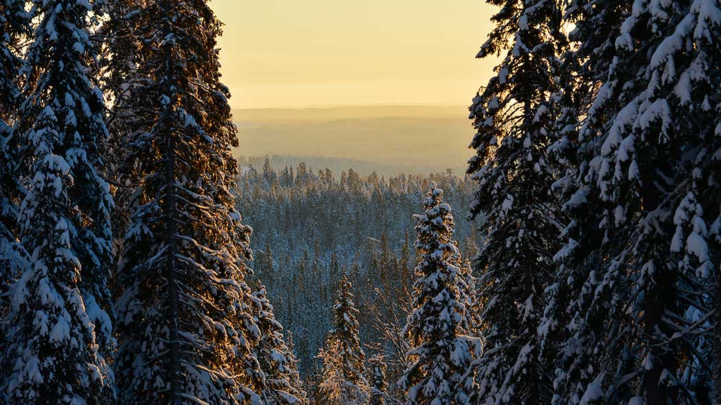 Rinteestä avautuu näkymä lumiseen kuusimetsään.