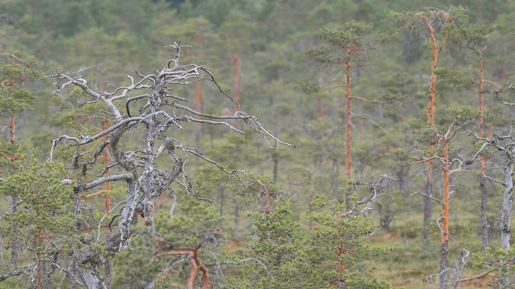 Etualalla käppyräinen kuollut männyn oksa ja taustalla mäntyjen latvoja.