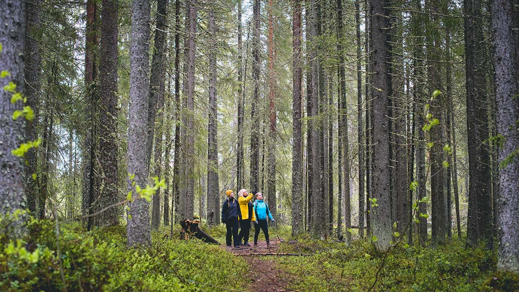 Joukko lumikenkäilijöitä kulkee jonossa talvisessa metsässä.