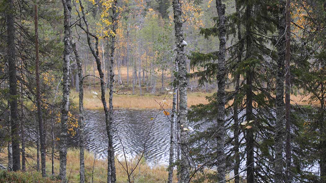 Kuvassa sararantainen metsälampi koivujen ja kuusien takana.